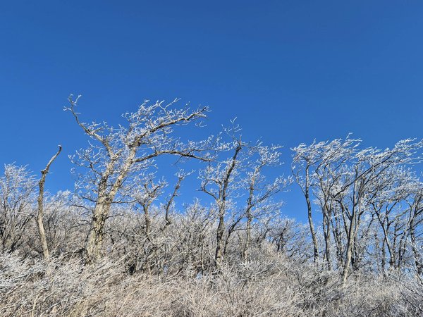 Exploring Cutting-Edge Approaches for Minimally Invasive Aortic Aneurysm Repair